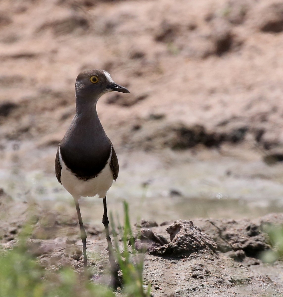 Senegal Lapwing - ML321793811