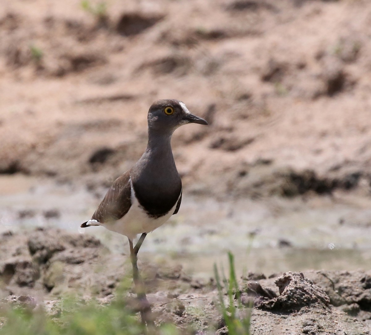 Senegal Lapwing - ML321793821