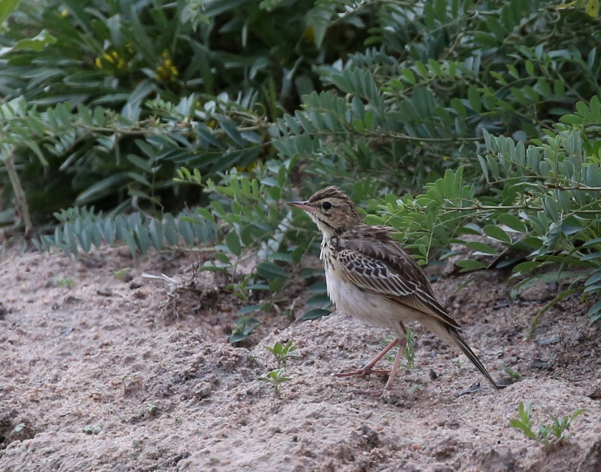 African Pipit - ML321793861