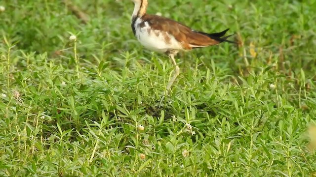 Pheasant-tailed Jacana - ML321793911