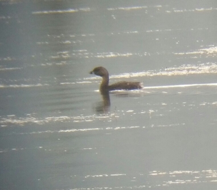 Pied-billed Grebe - ML32179541