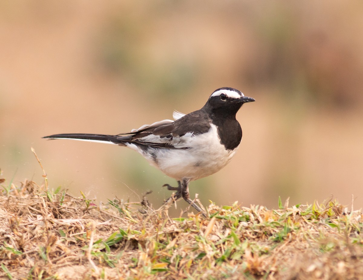 Buztanikara pinto indiarra - ML321796021