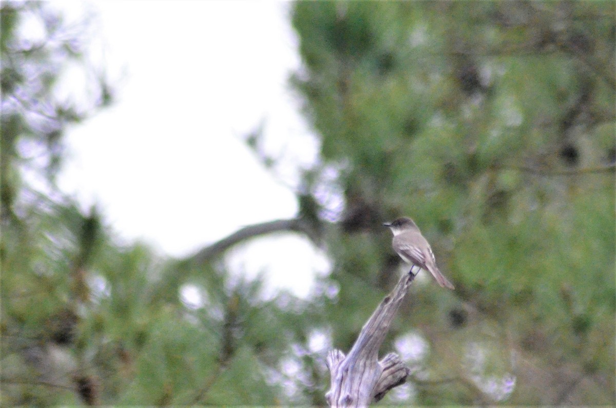 Eastern Phoebe - Roshan Vignarajah