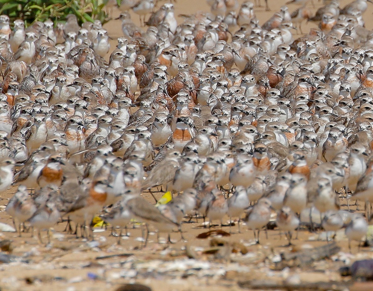 Greater Sand-Plover - ML321797641