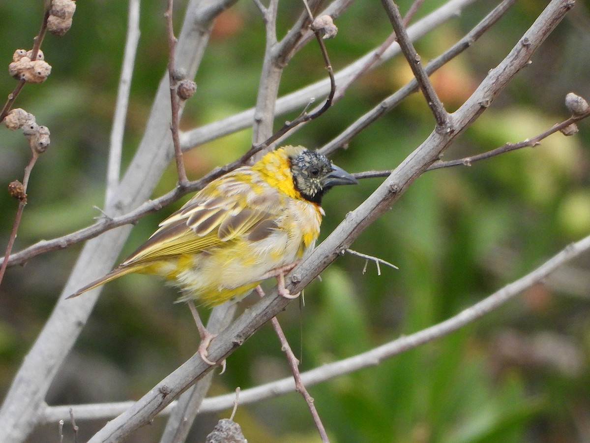 Black-headed Weaver - ML321798431