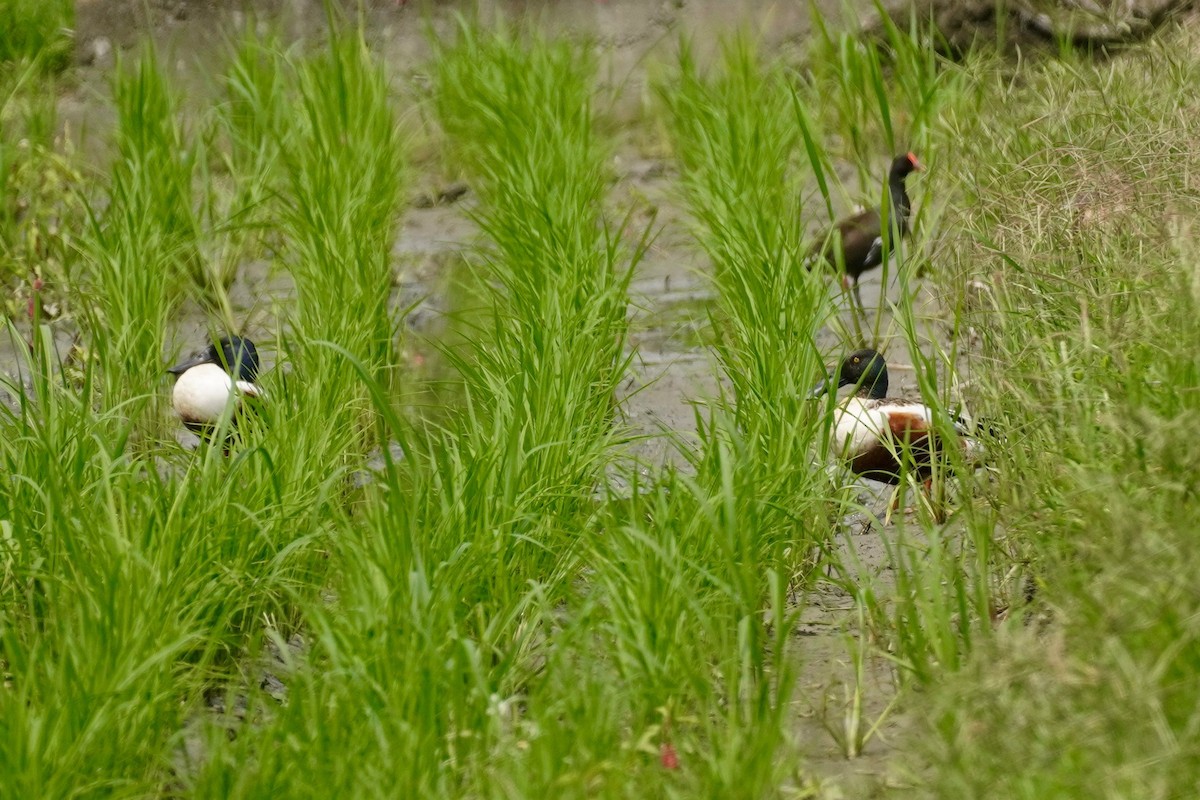 Northern Shoveler - ML321798921