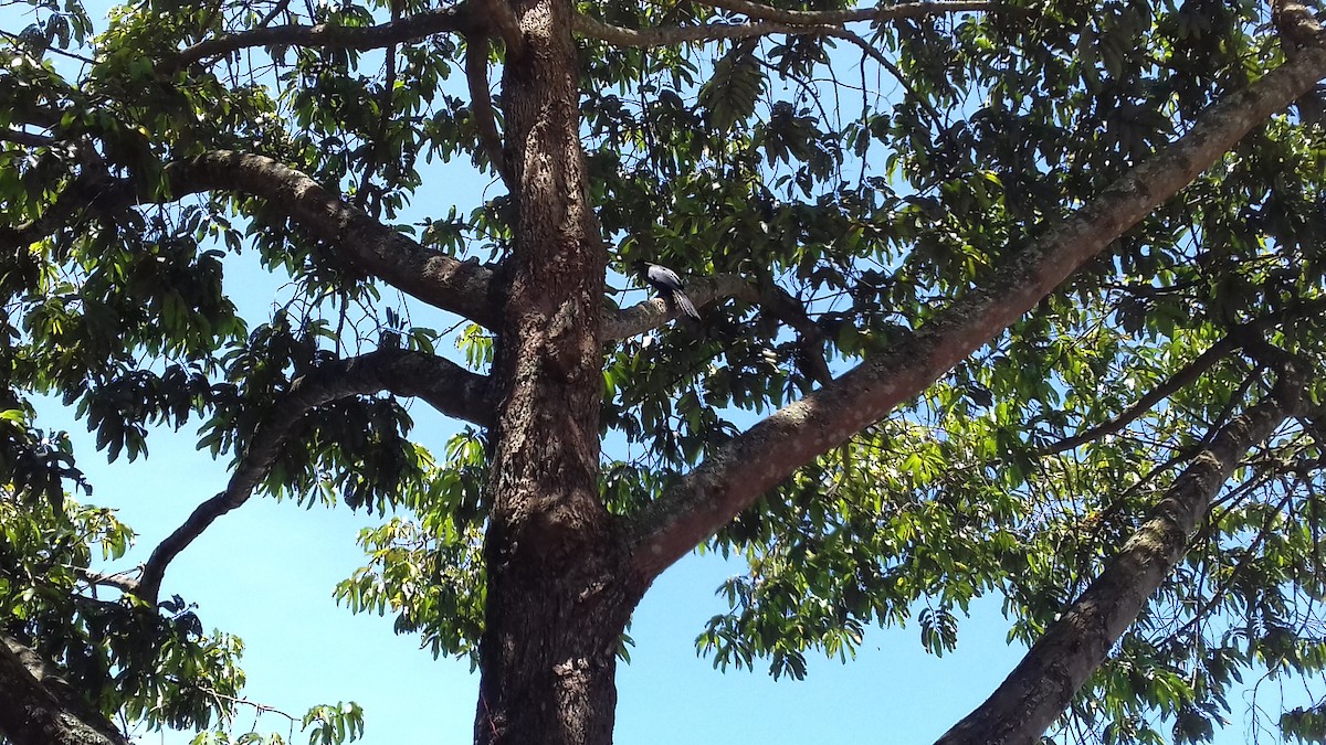 Great Blue Turaco - ML321801111