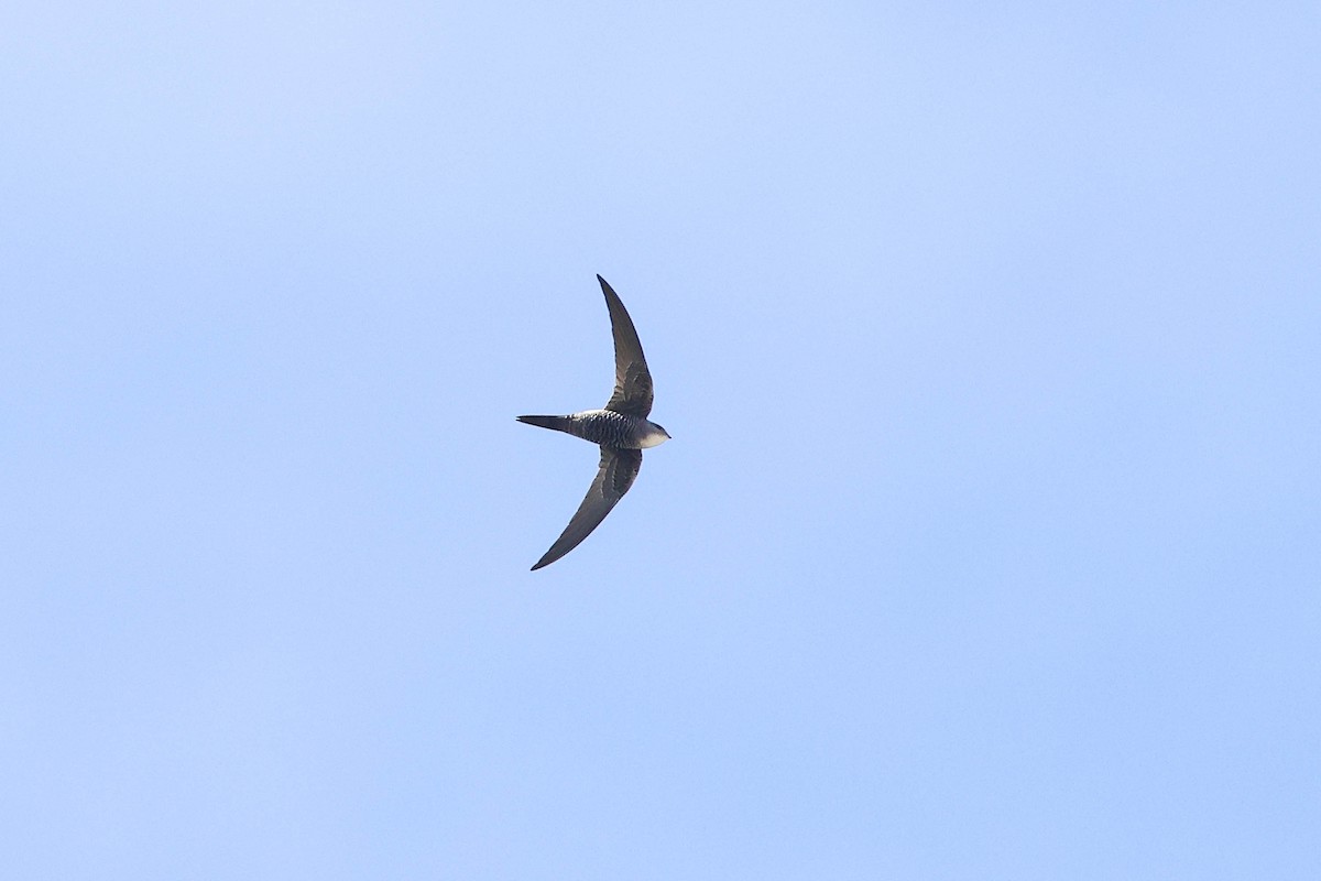 Pacific Swift - ML321801461