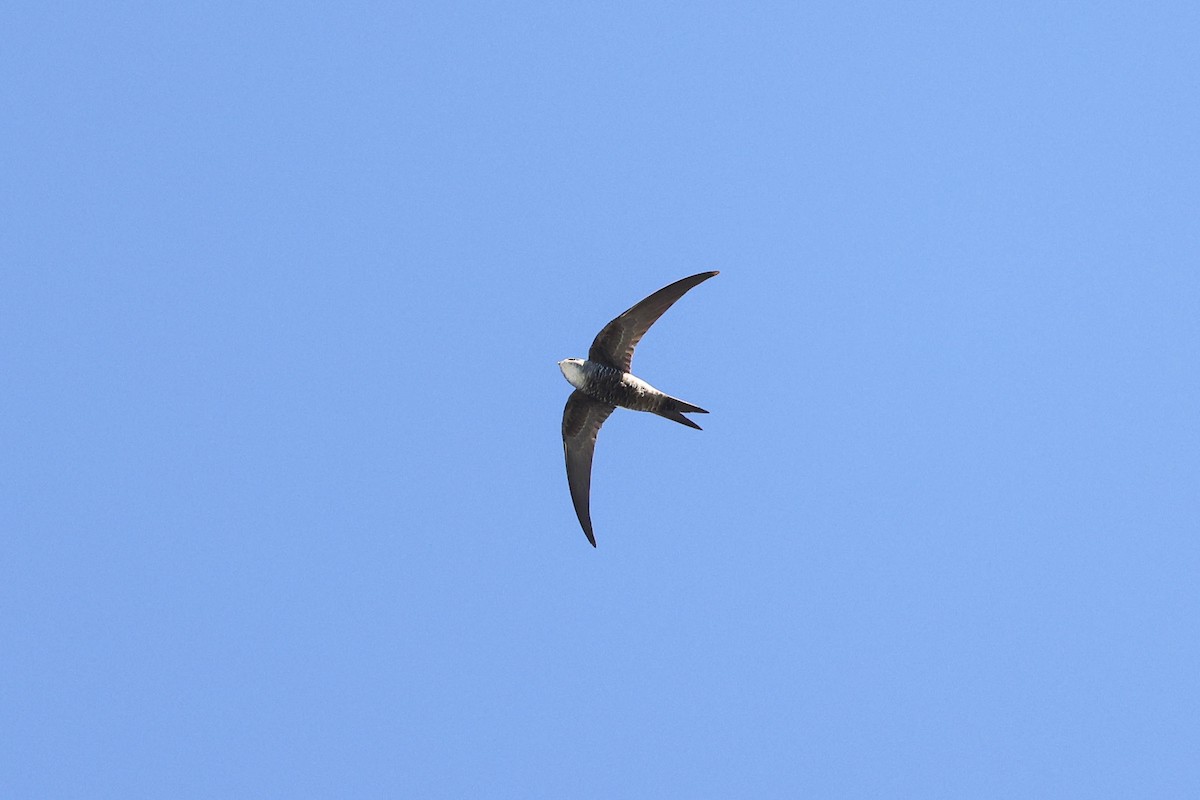 Pacific Swift - ML321801851