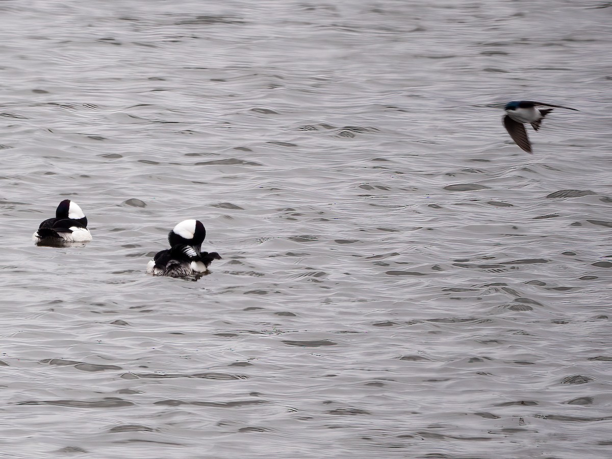 Tree Swallow - Mike Affinito