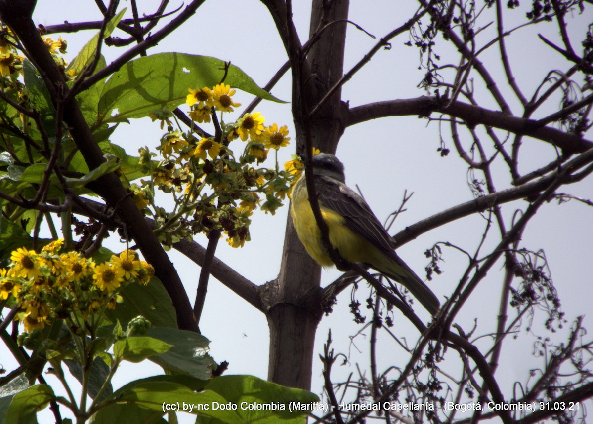 Tropical Kingbird - Maritta (Dodo Colombia)