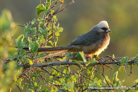 Pájaro Ratón Cabeciblanco - ML321805061