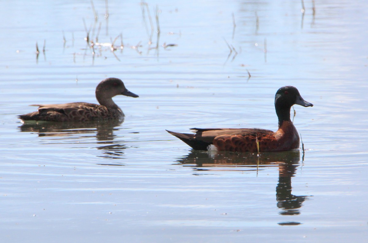 Chestnut Teal - ML32180561