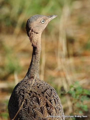 Buff-crested Bustard - ML321805661