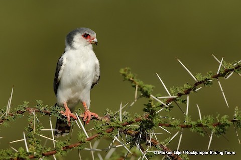 Pygmy Falcon - ML321805681