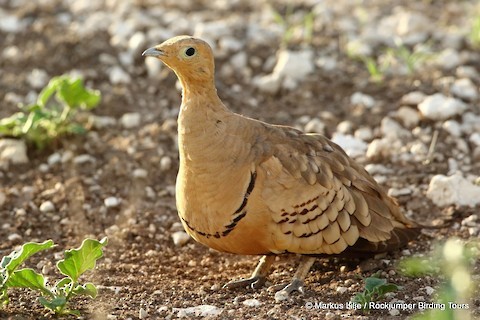 Chestnut-bellied Sandgrouse - ML321805701