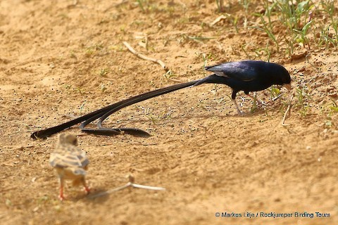 Steel-blue Whydah - ML321805721