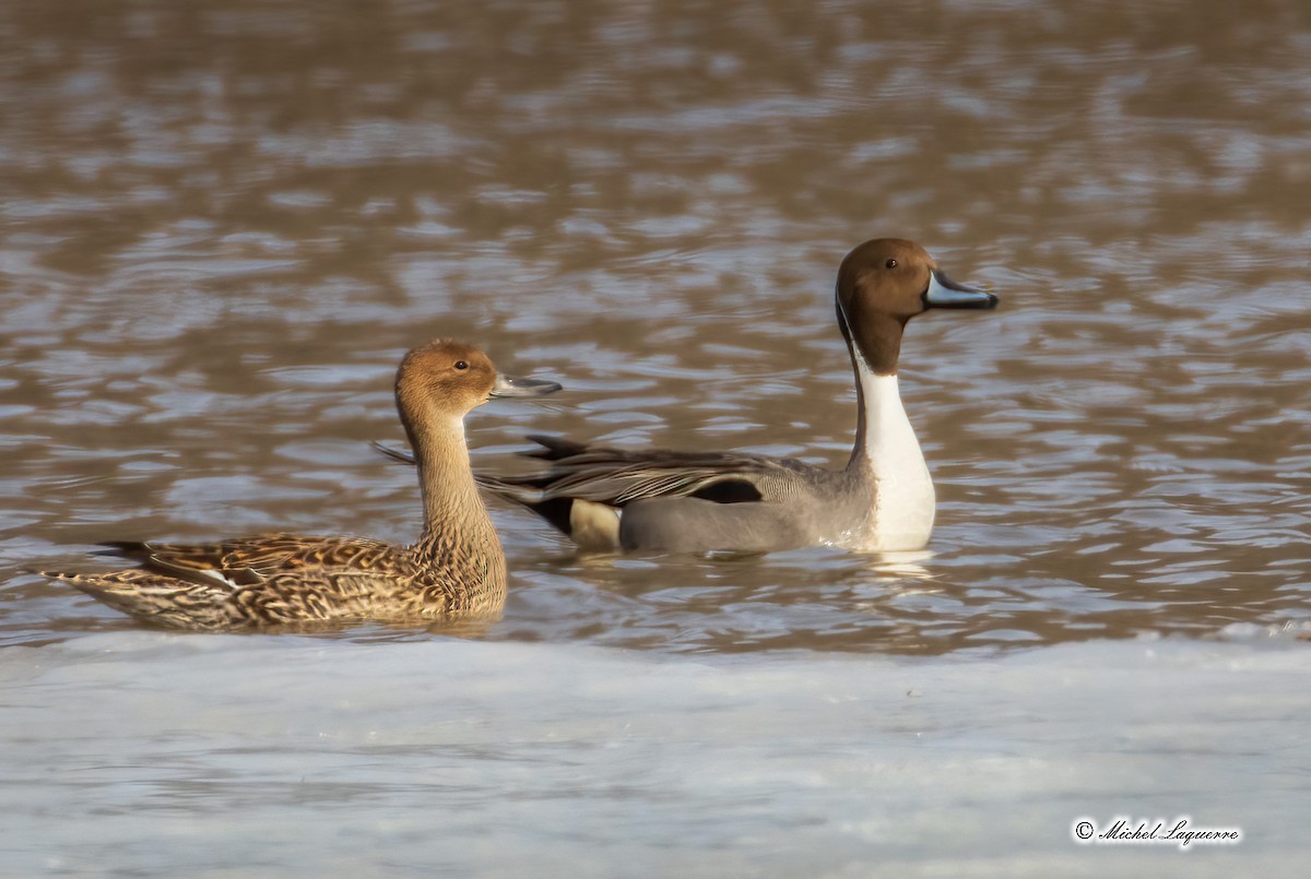 Northern Pintail - ML321808161