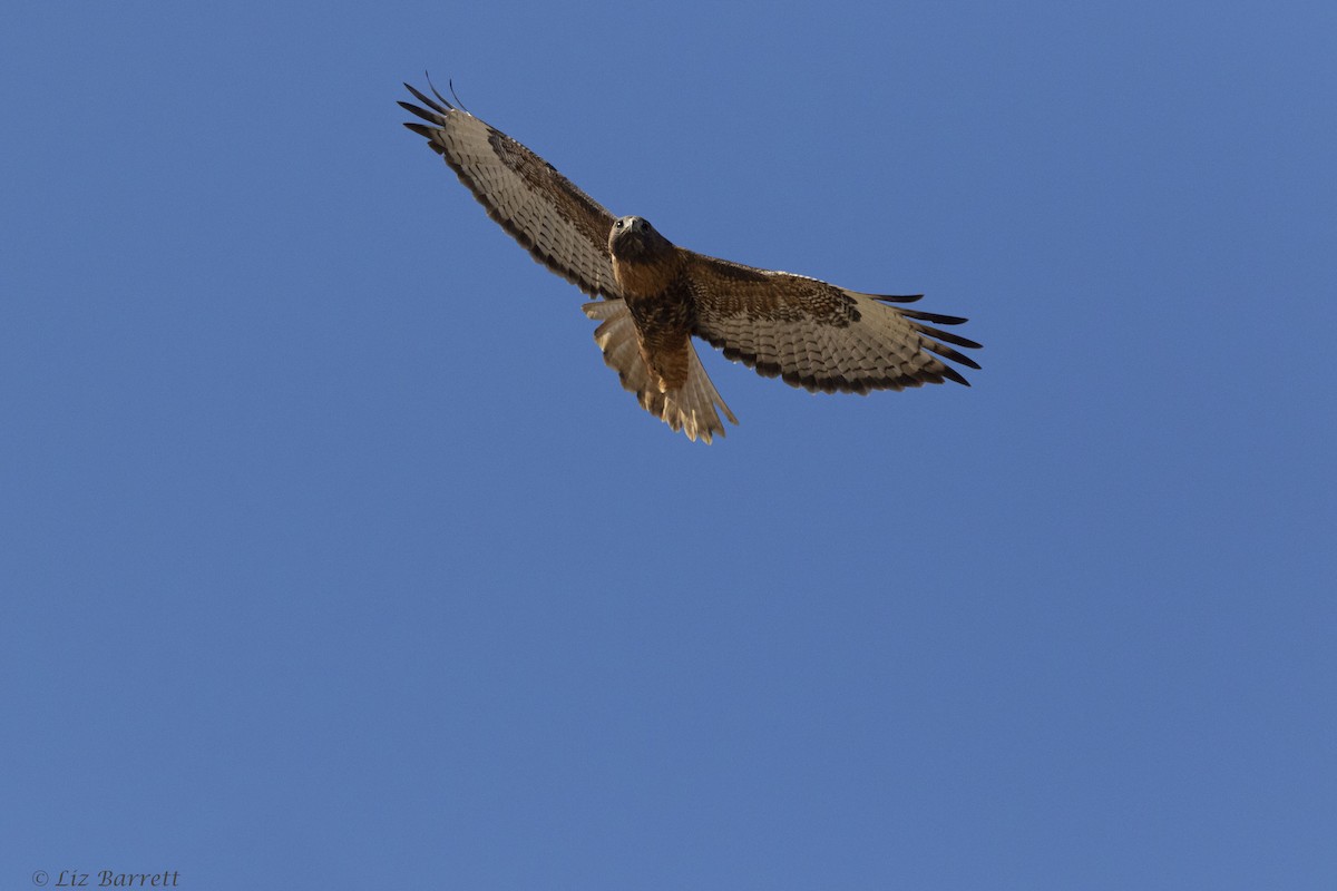 Red-tailed Hawk - ML321808191