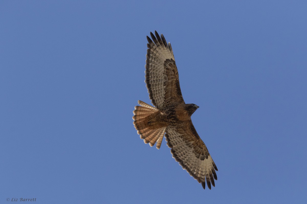 Red-tailed Hawk - ML321808201