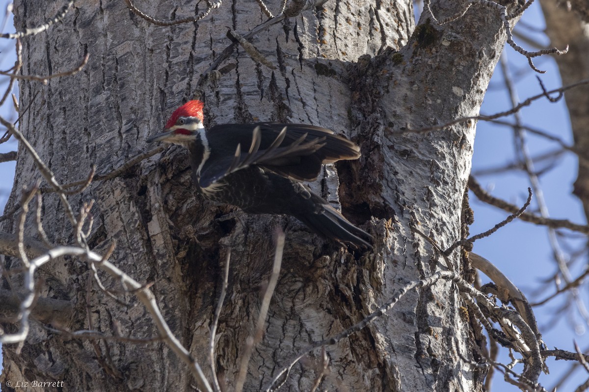 Pileated Woodpecker - ML321808301