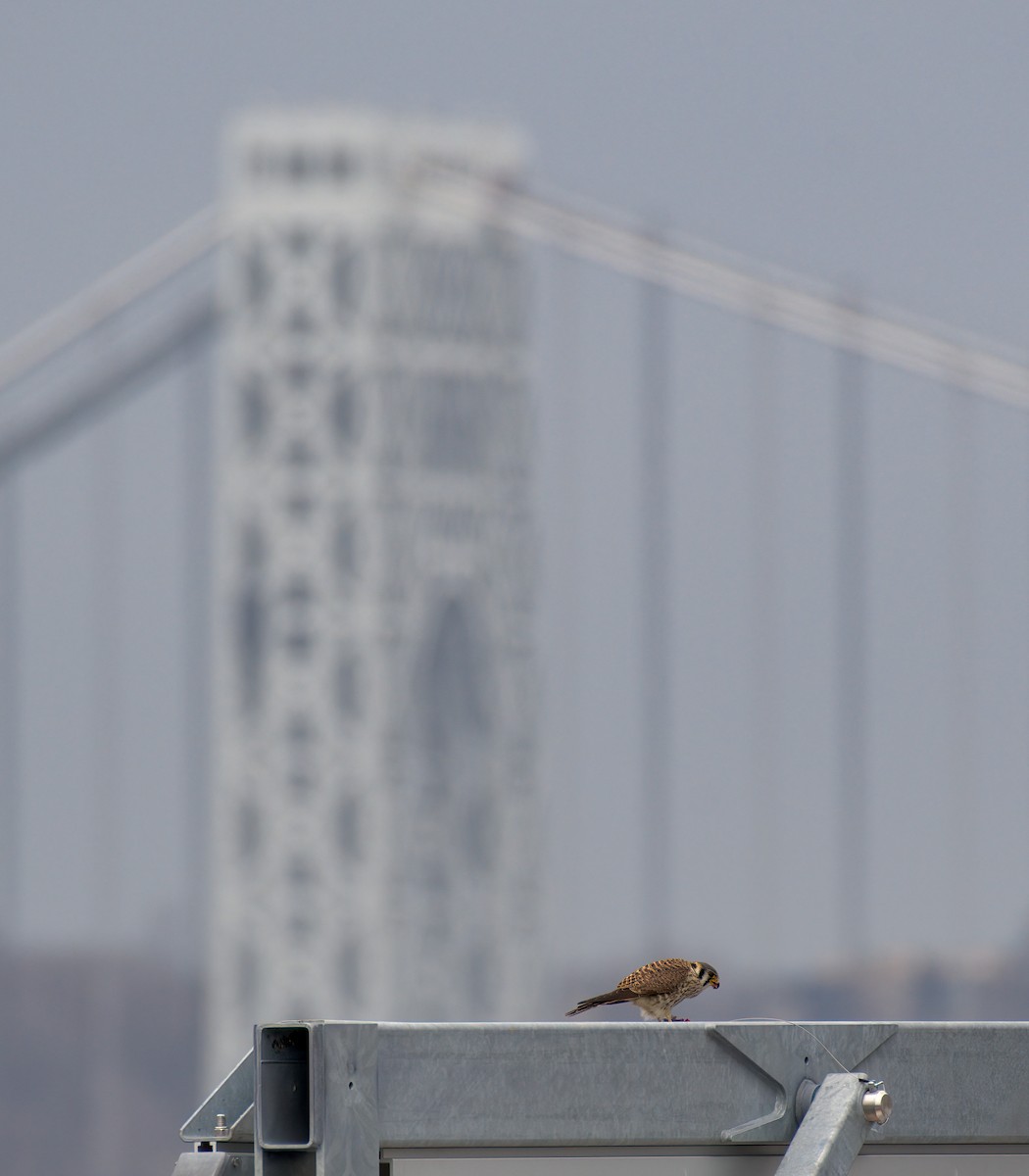 American Kestrel - Dmitriy Aronov