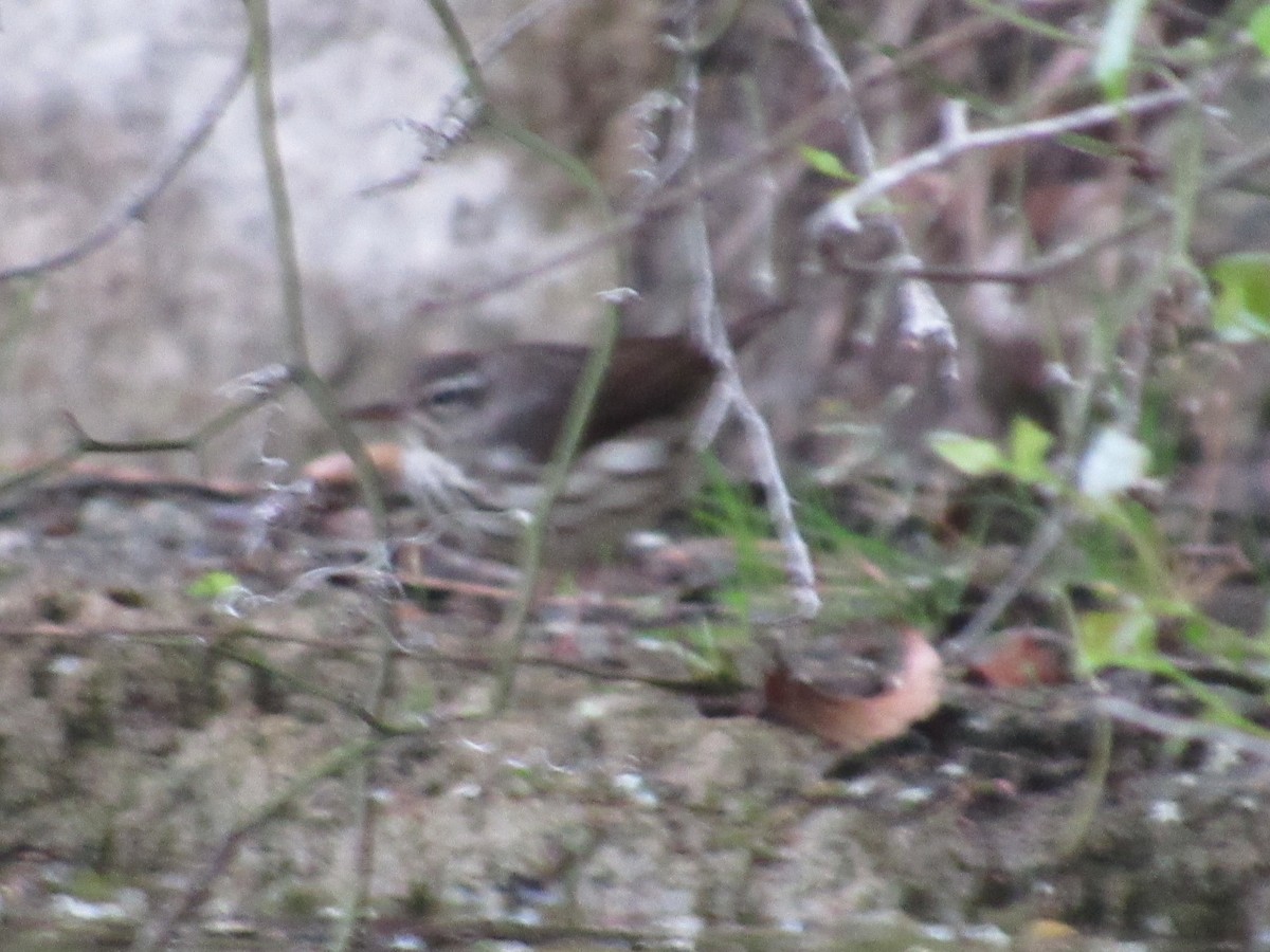 Louisiana Waterthrush - Caleb Helsel