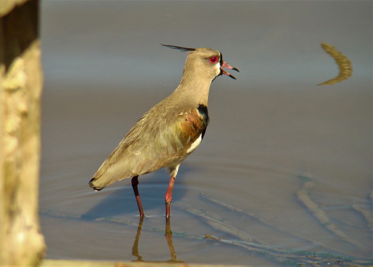 Southern Lapwing - ML321813191