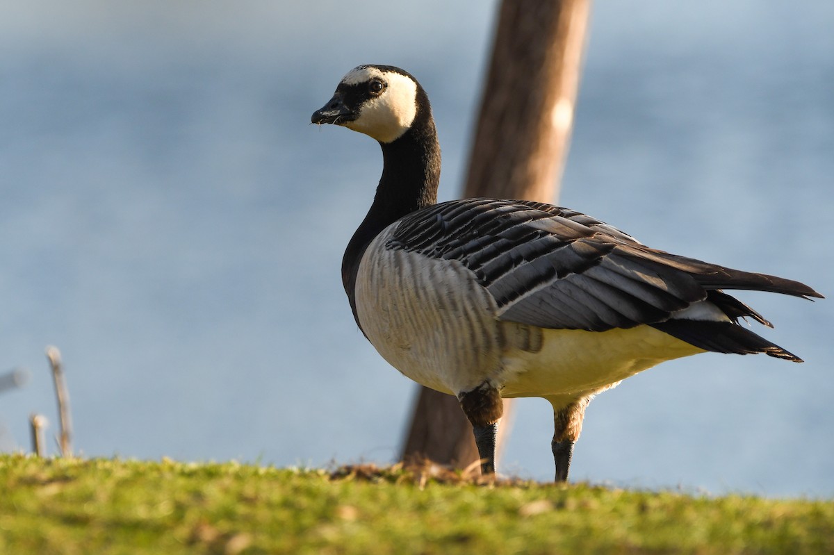 goose sp. - ML321813451