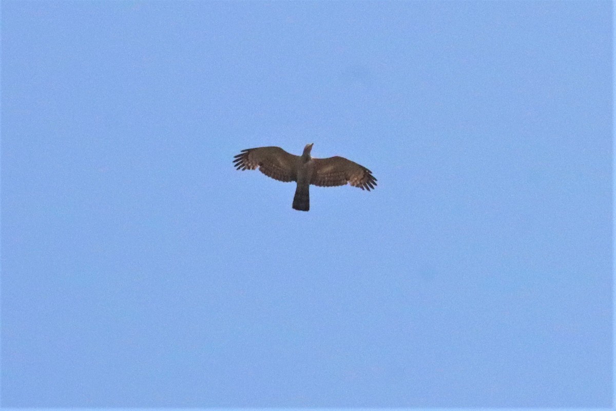 Oriental Honey-buzzard - ML321816011