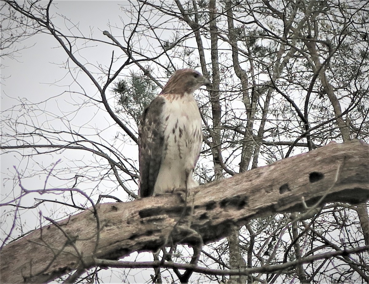 Red-tailed Hawk - ML321816901