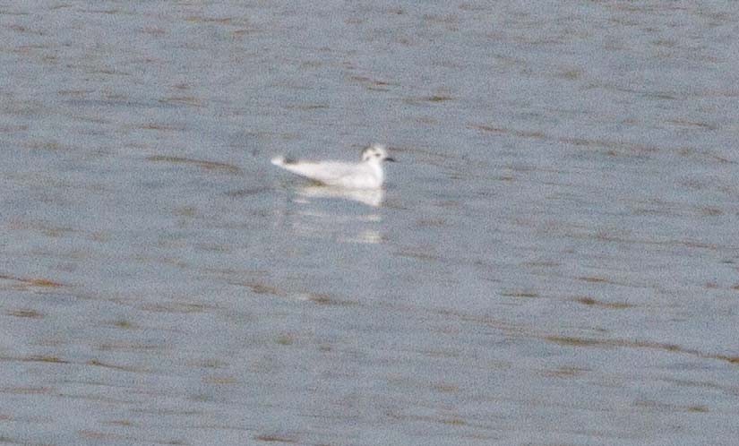 Little Gull - ML321817871