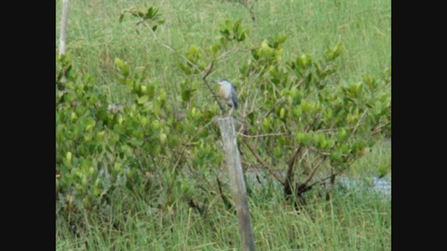 Striated Heron - ML321818321