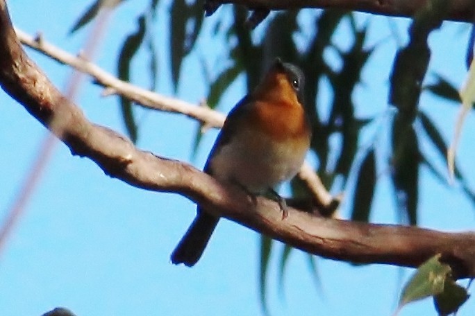 Satin Flycatcher - ML32181911