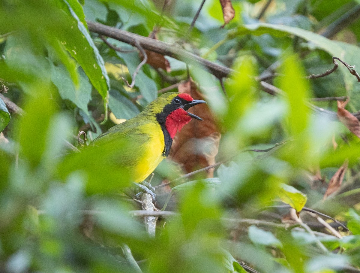 Doherty's Bushshrike - ML321819251