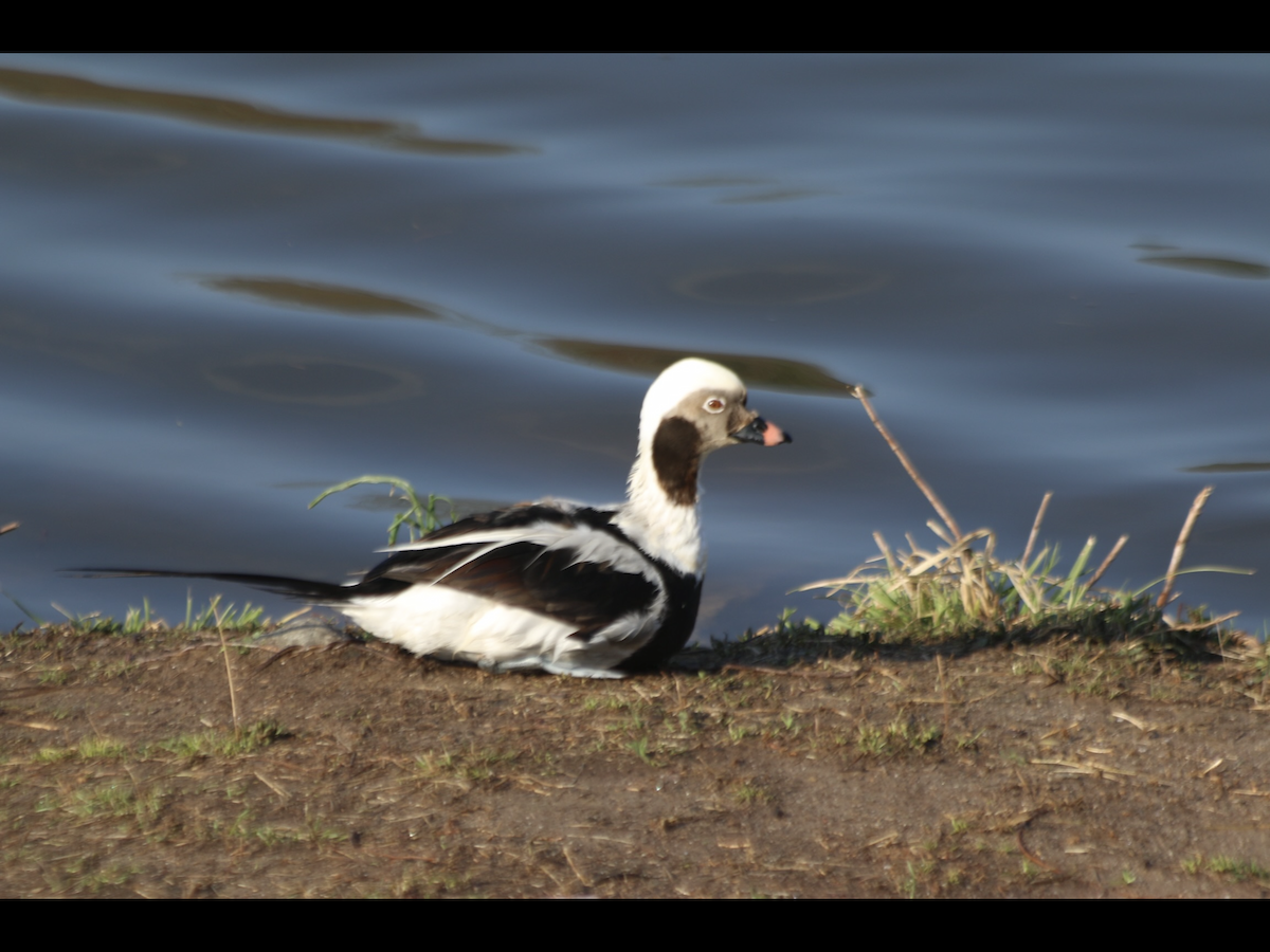 Long-tailed Duck - ML321819741