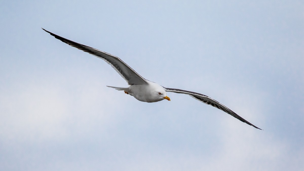 Lesser Black-backed Gull - ML321819951