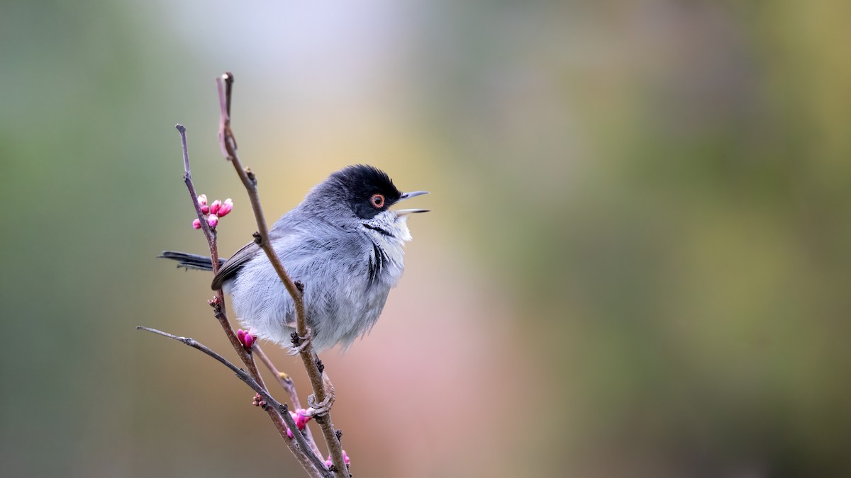 Sardinian Warbler - ML321820021