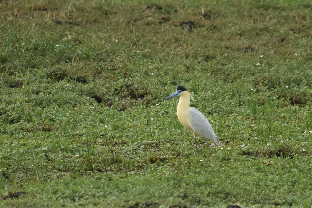 Capped Heron - ML321820731