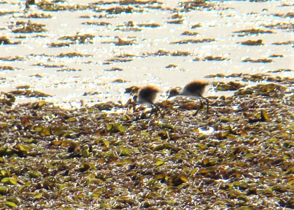 Jacana Suramericana - ML321821931