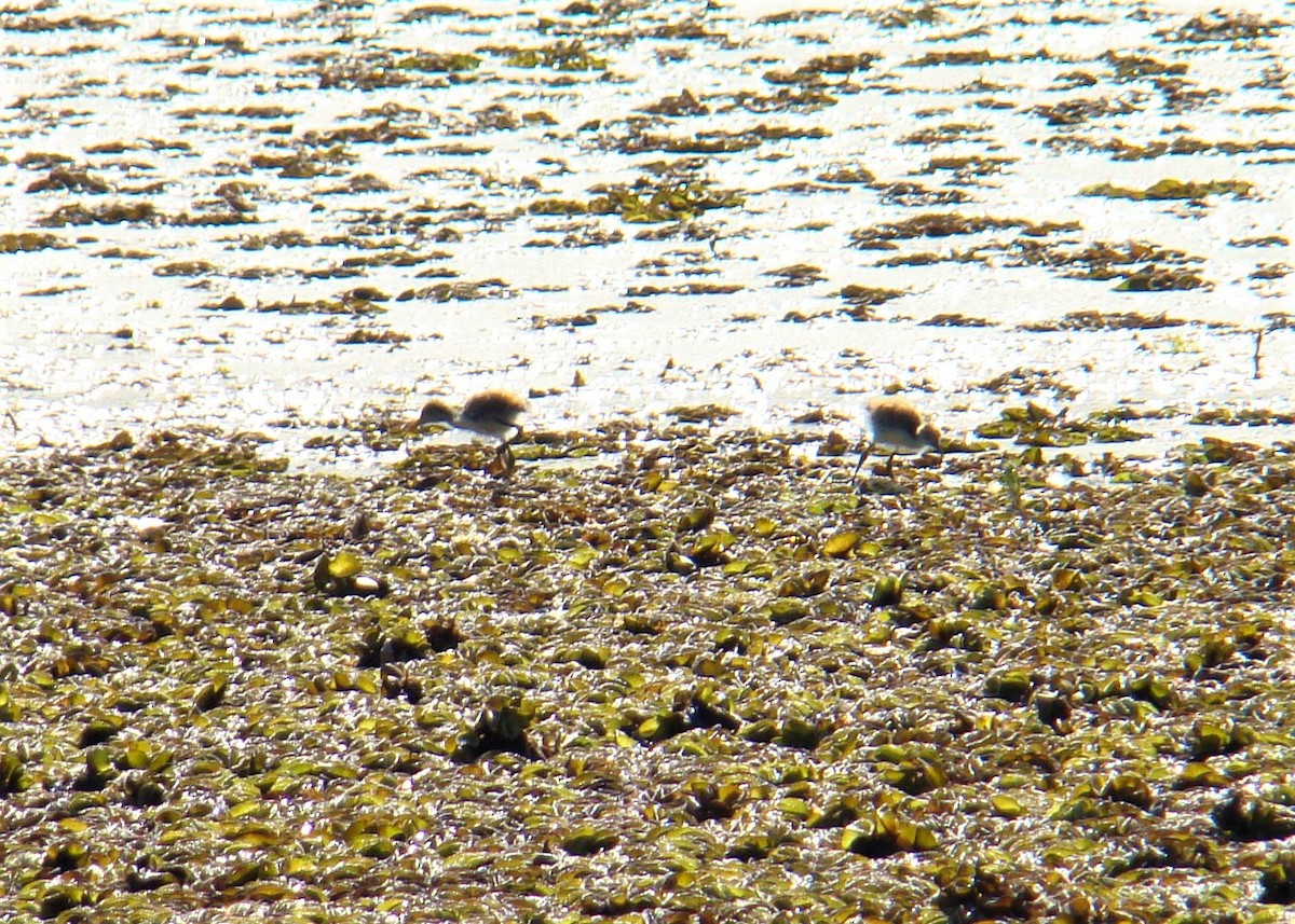 Jacana Suramericana - ML321821941