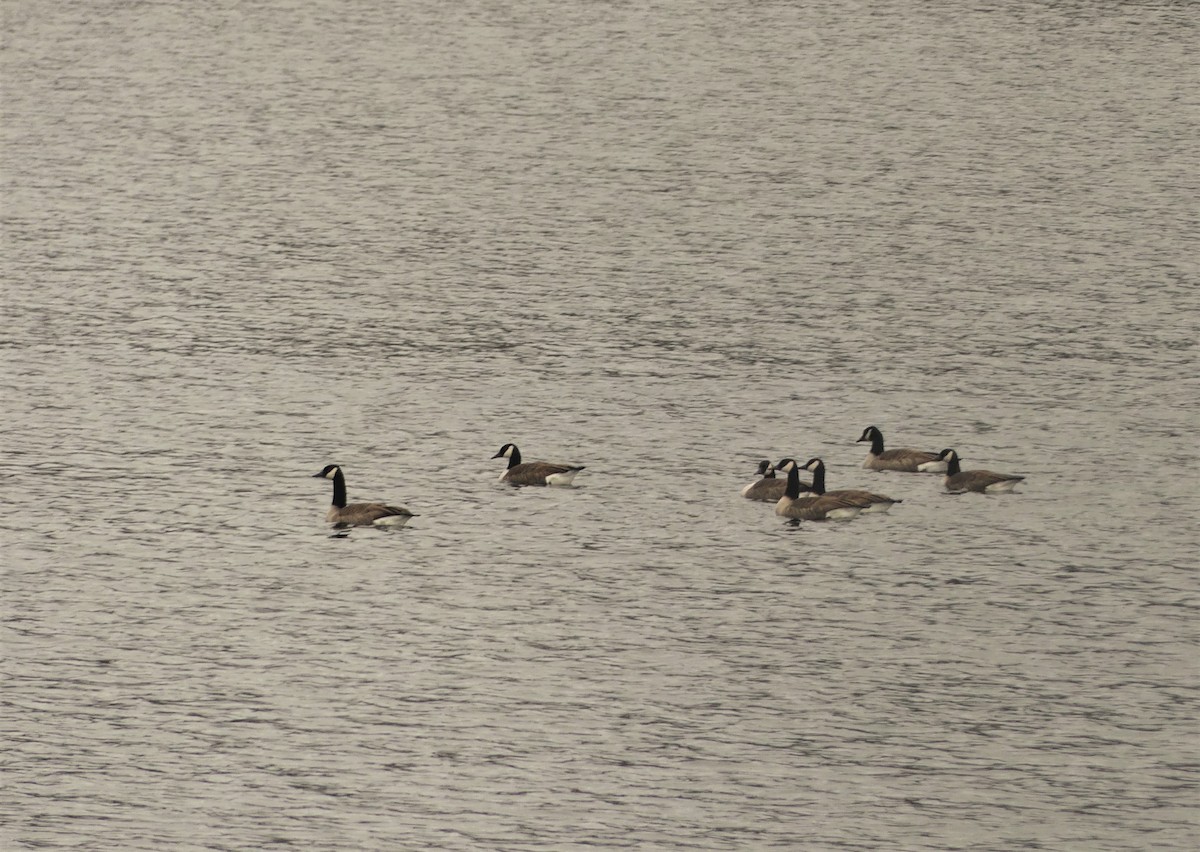 Canada Goose - Marco Beaulieu