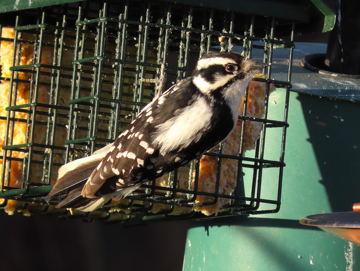 Downy Woodpecker - ML321822711