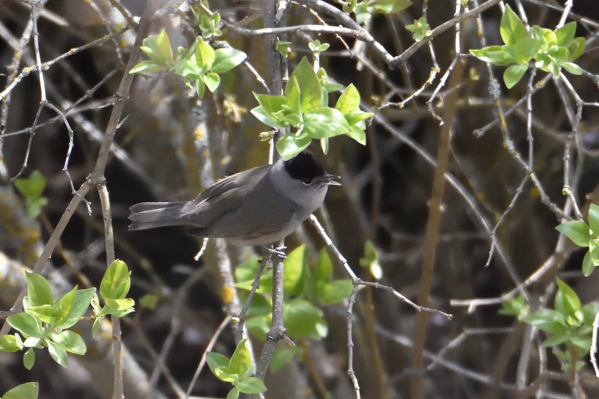 Eurasian Blackcap - ML321822871