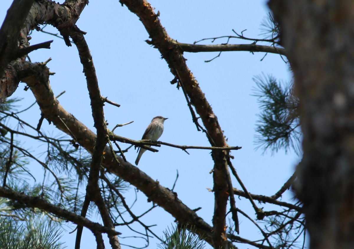 Spotted Flycatcher - Dijana  Serhatlic