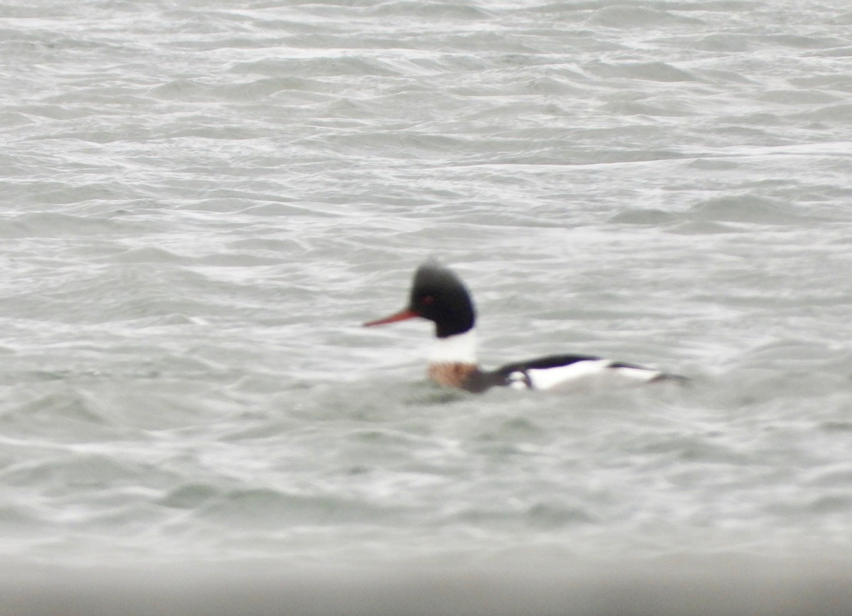 Red-breasted Merganser - Indira Thirkannad