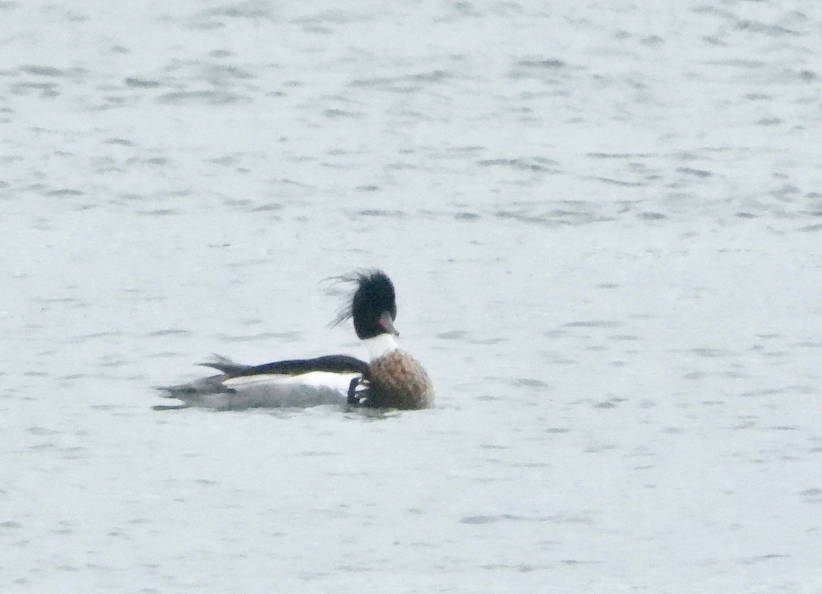 Red-breasted Merganser - ML321825341