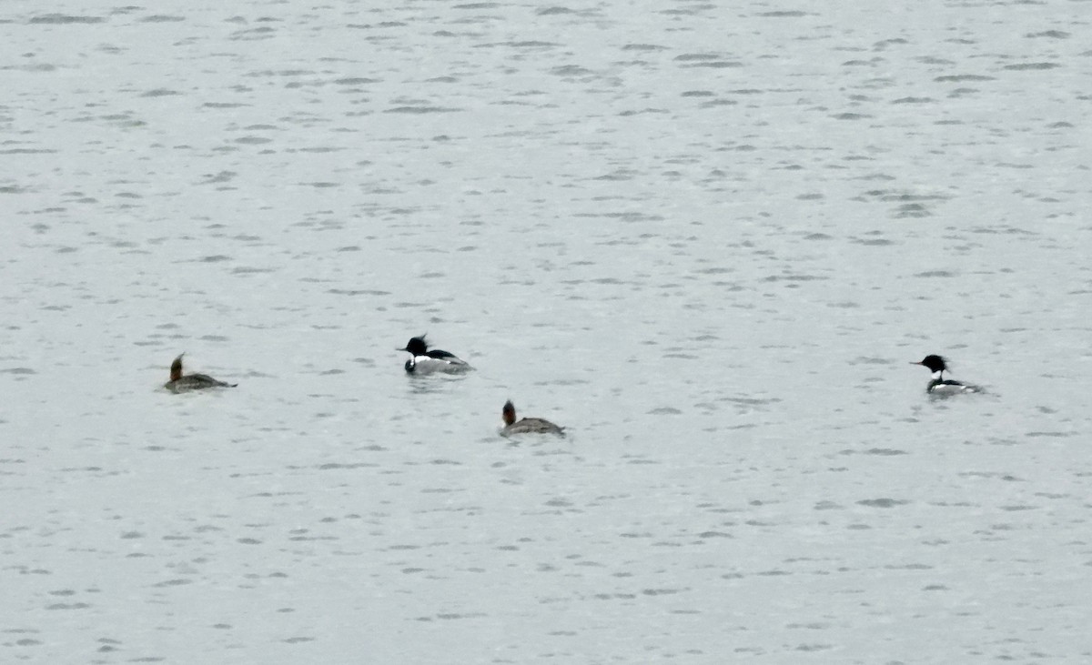 Red-breasted Merganser - ML321825921