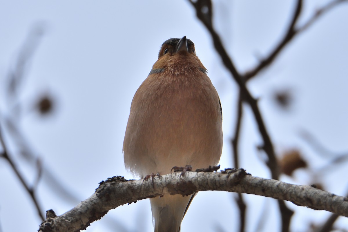 Common Chaffinch - ML321827341