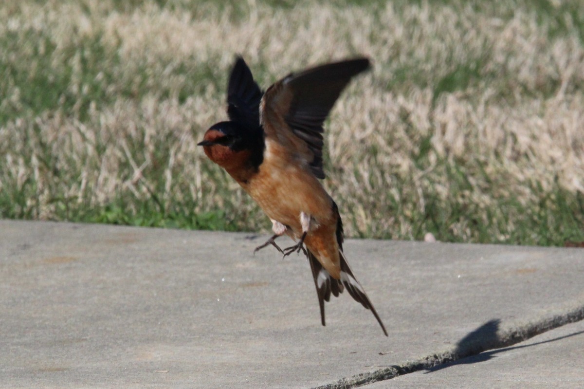 Barn Swallow - ML321827761